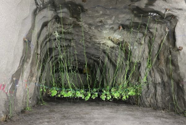 For this landmark blast, ELTEK developed a specially formulated up-hole emulsion matrix, capable of achieving a flexible density range from 0.80 to 1.25 g/cc, enabled by an advanced chemical sensitization process. Priming and charging operations were carried out by ELTEK’s experienced crew using ELTEK Dynamis Boosters in combination with Digishot+ 4G electronic detonators, ensuring high accuracy and reliability.